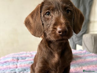 Labradoodle dogs mini labradoodle mix / LAST GIRLREADY NOW! - Advert 1