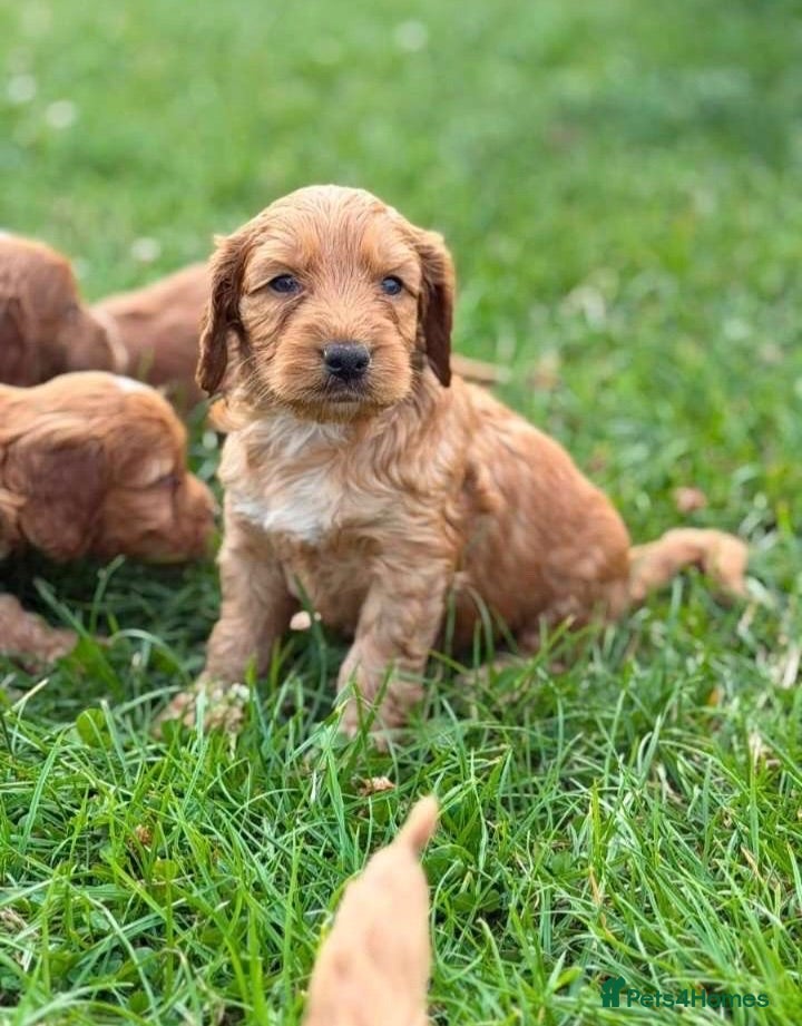 Cockapoo dogs Stunning F1 cockapoo puppies - Advert 2