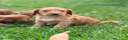 Cockapoo dogs for sale: Stunning F1 cockapoo puppies - Advert 2