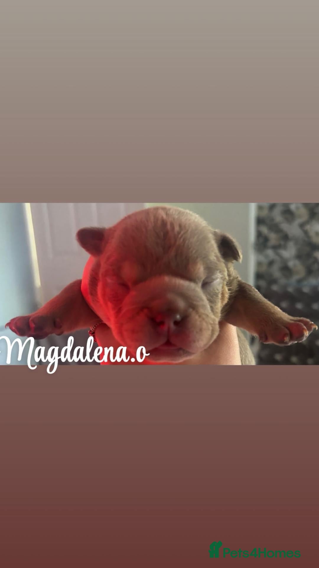 English Bulldog dogs English bulldog - Advert 2