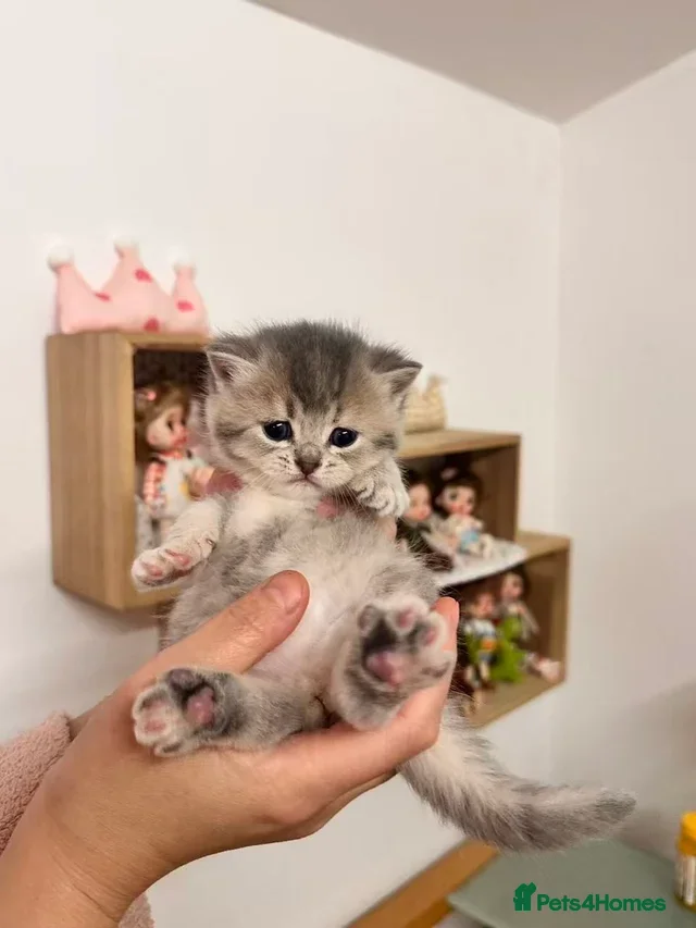 British Shorthair cats Adorable BSH kittens - Advert 1