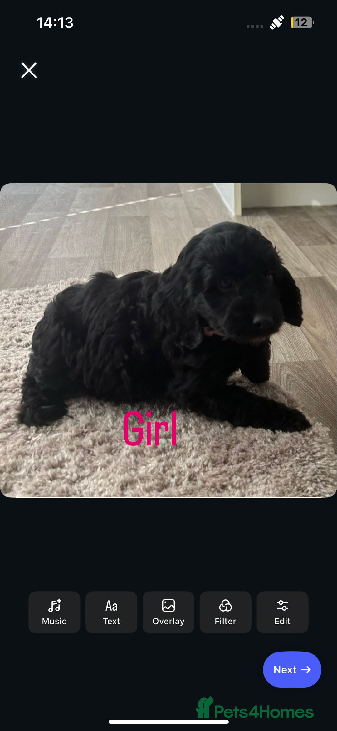 Cockapoo dogs for sale: Adorable cockerpoo puppies - Image 3