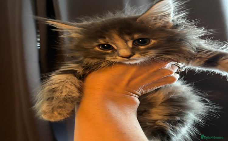 Maine Coon cats - Advert 10