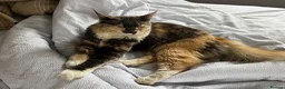 Maine Coon cats for sale: 4 LEFT! Stunning main coon x ragdoll kittens  - Advert 26