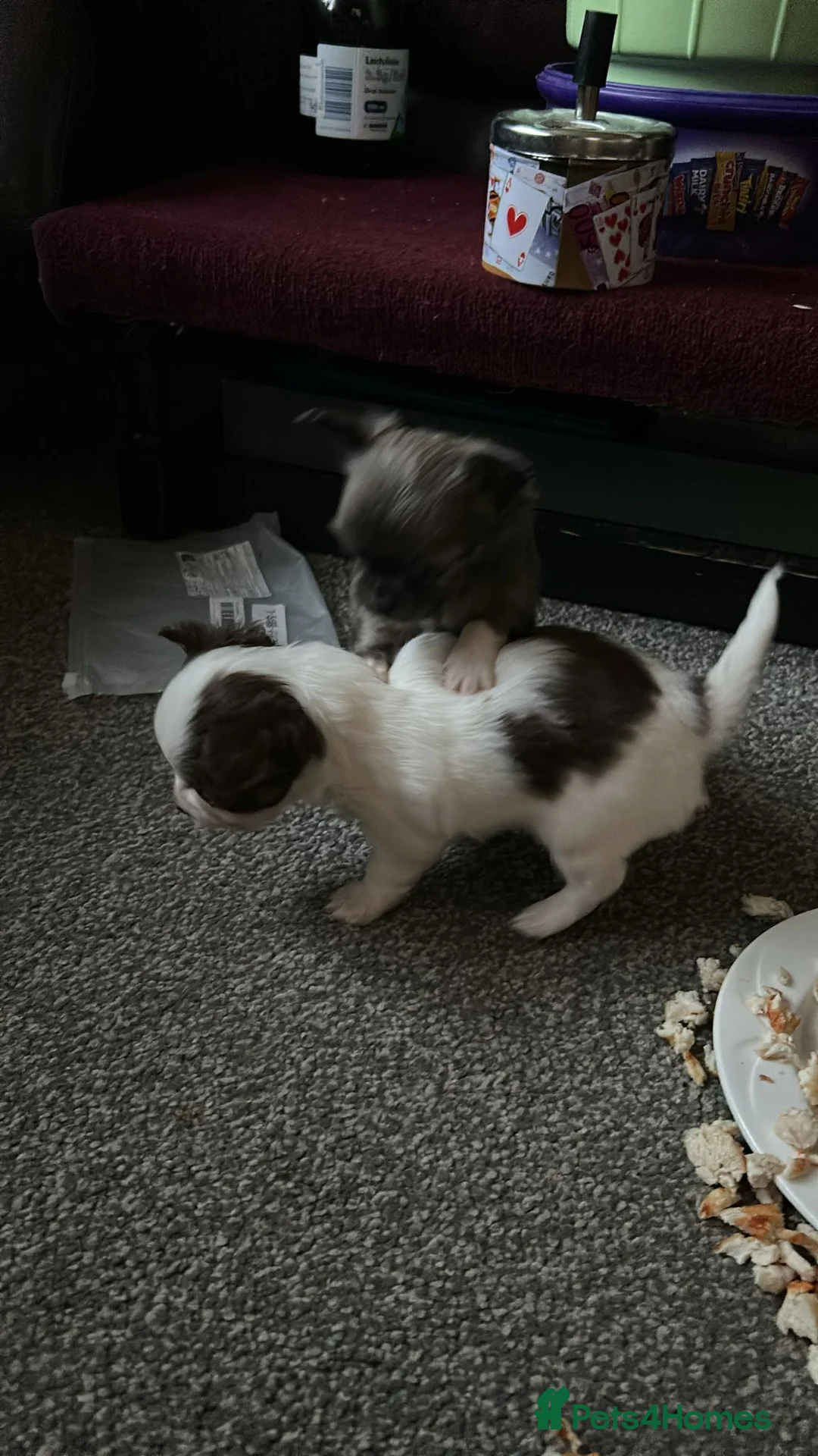 Chihuahua dogs for stud: Chihuahua  in Birmingham - Advert 17