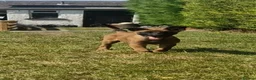 Mixed Breed dogs for sale: Belgian Malinois X German Shepherd in Caernarfon - Advert 7