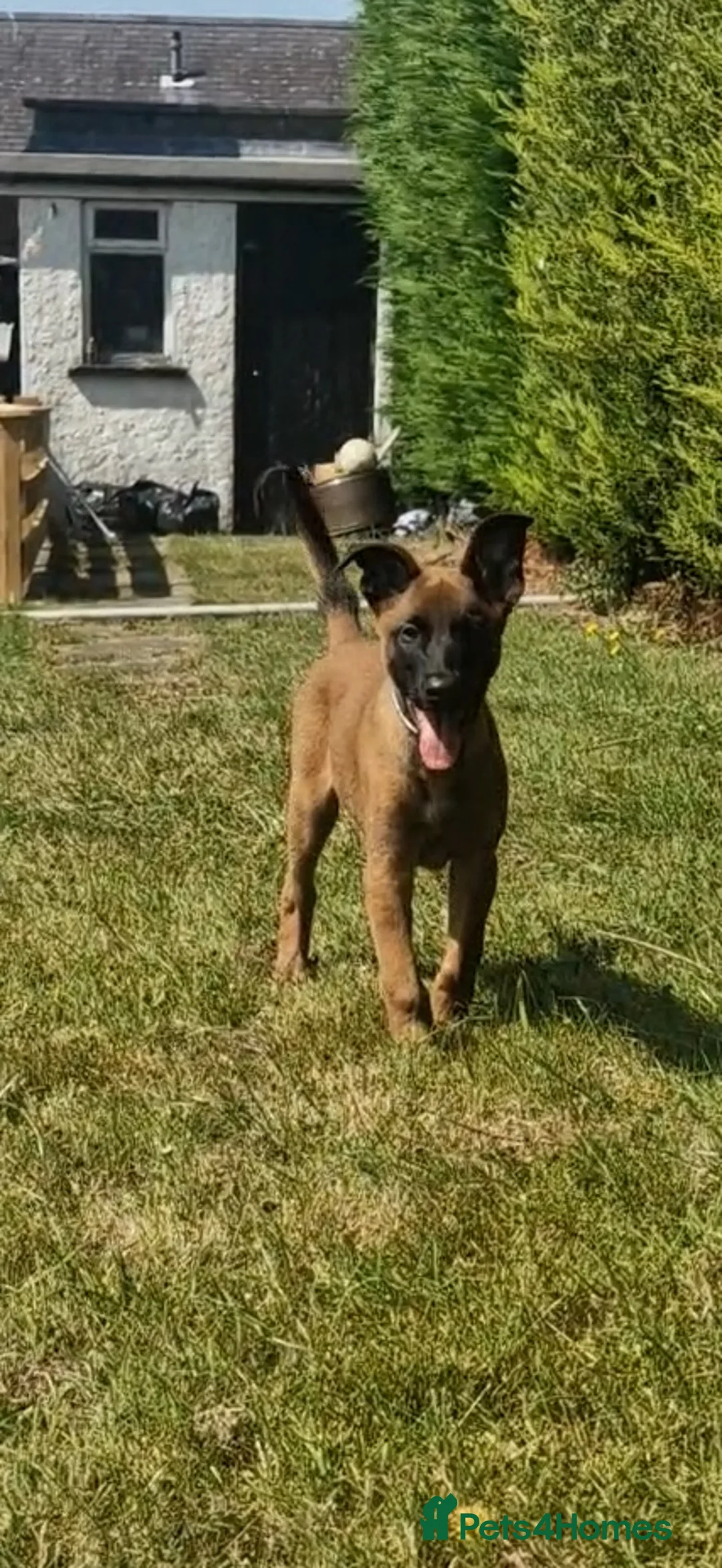 Mixed Breed dogs for sale: Belgian Malinois X German Shepherd in Caernarfon - Advert 7