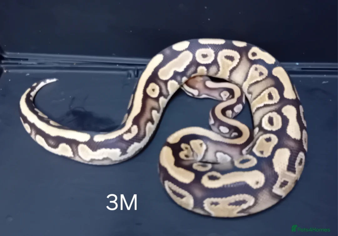 Python Snake reptiles for sale: Royal Python Hatchlings Males various morphs  - Advert 1