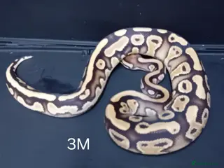 Python Snake reptiles Royal Python Hatchlings Males various morphs - Advert 3