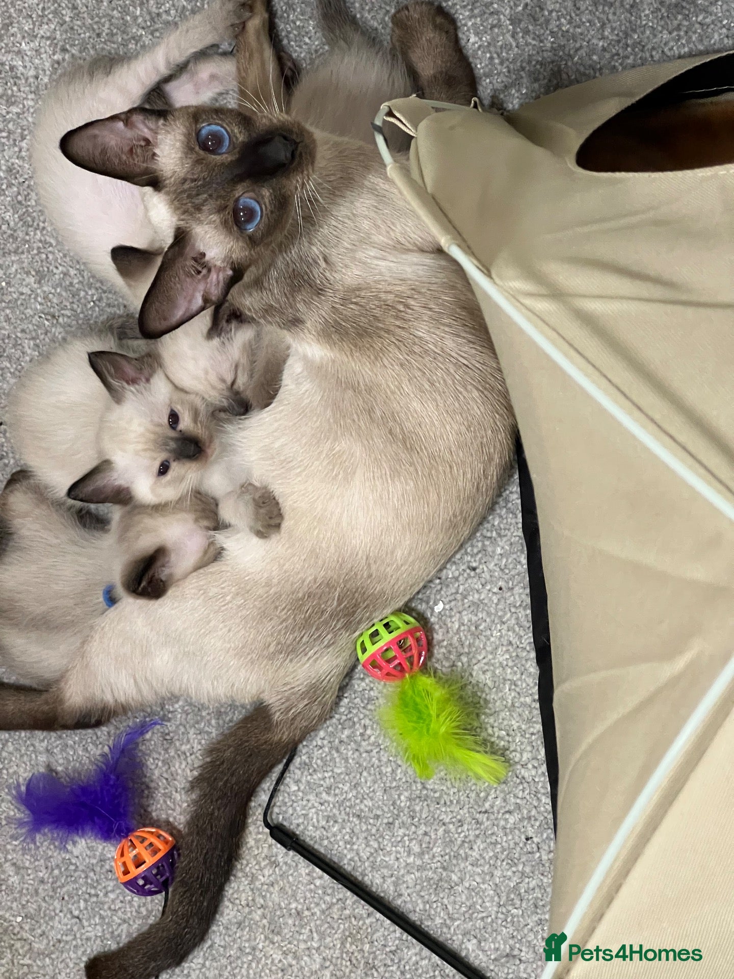 Siamese cats Fluffy Siamese x Ragdoll Kittens – Blue Eyes - Advert 8