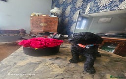 Miniature Poodle dogs for sale: Kc reg outstanding miniature Poodles in Stourbridge - Image 9