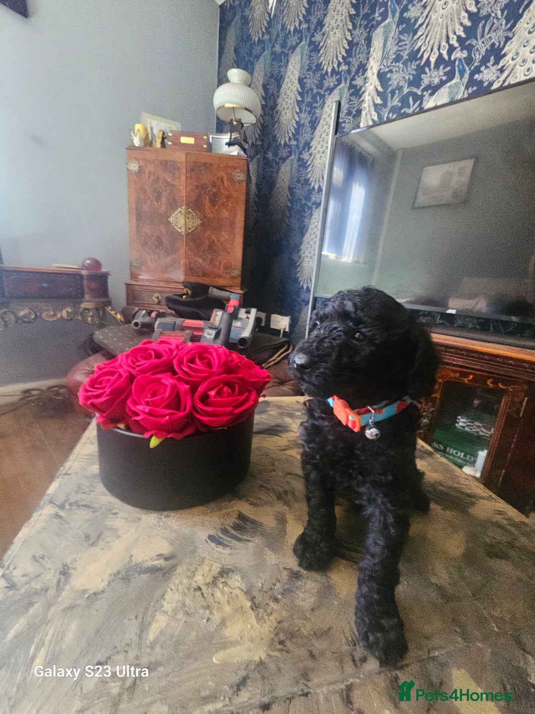 Miniature Poodle dogs for sale: Kc reg outstanding miniature Poodles in Stourbridge - Image 9