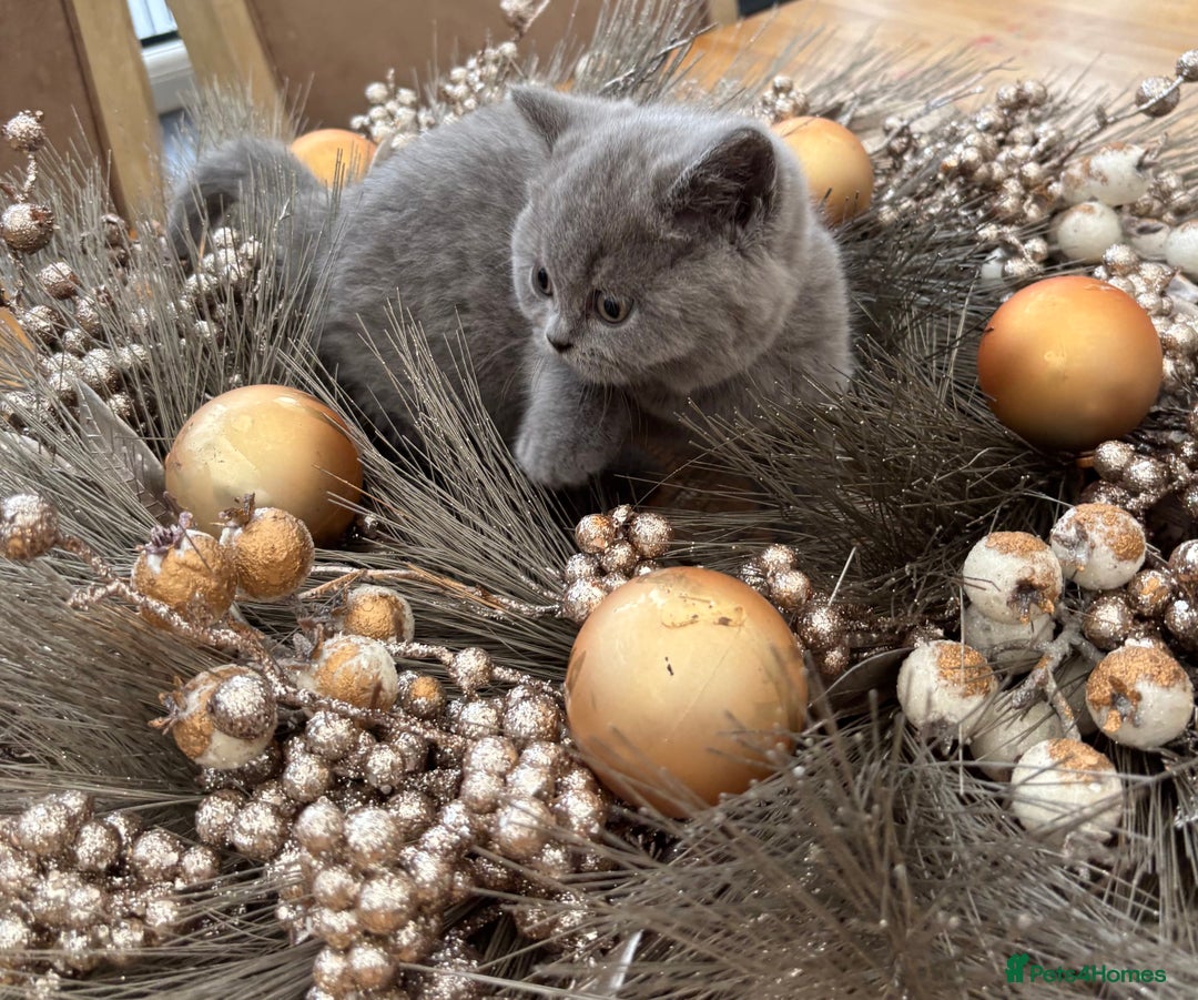 British Shorthair cats for sale: Full British shorthair kittens, London - Advert 11