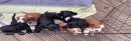 Mixed Breed dogs for sale: 3 cockapoo/ sprocker puppies - Advert 10