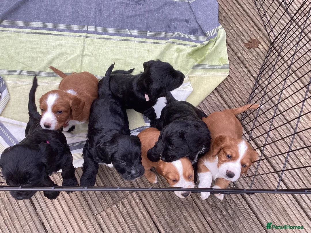 Mixed Breed dogs for sale: 3 cockapoo/ sprocker puppies - Advert 10