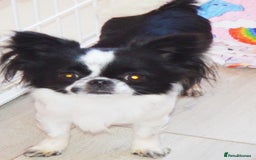 Chihuahua dogs for sale: KC REG ADULT GIRL THAI & RUSSIAN LINE - Image 2
