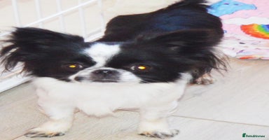 Chihuahua dogs - Advert 1