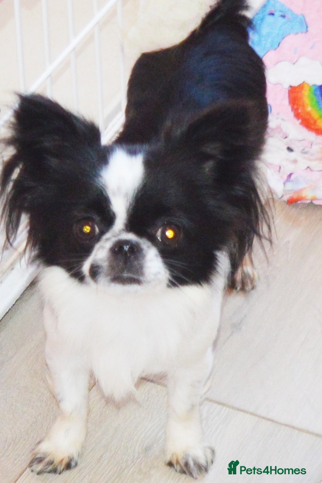 Chihuahua dogs for sale: KC REG ADULT GIRL THAI & RUSSIAN LINE - Image 2
