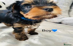 Yorkshire Terrier dogs for sale: Pedigree Yorkshire Puppies - Image 4