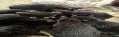 Domestic Shorthair 7