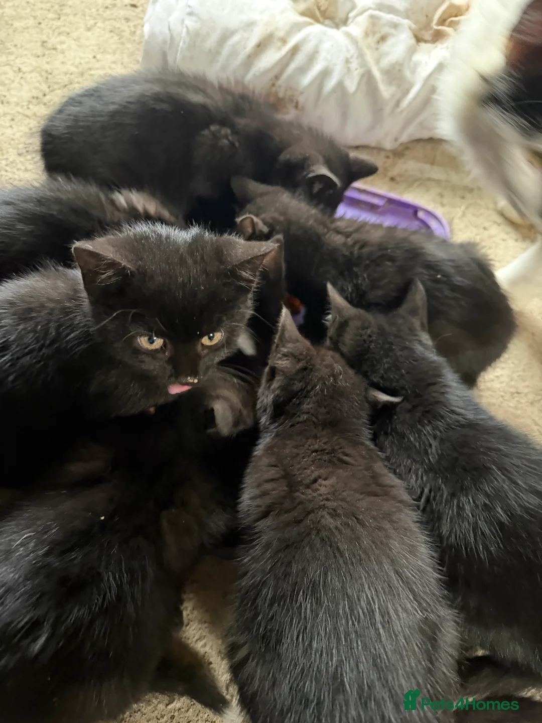 Domestic Shorthair cats for sale: Farm kittens or pets  - Advert 2