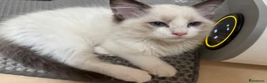 Ragdoll Kitten 1