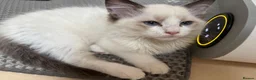 Ragdoll cats for sale: Ragdoll kittens  - Advert 3