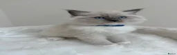 Ragdoll cats for sale: Surreys Finest & Fluffiest TICA Ragdoll Kitten  - Advert 32