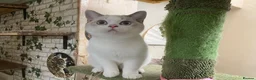 British Shorthair cats for sale: Full Pedigree British short hair kittens  - Advert 22