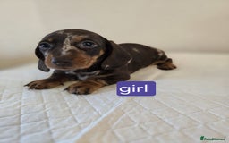 Dachshund dogs for sale: Beautiful dachshund babies  - Image 7