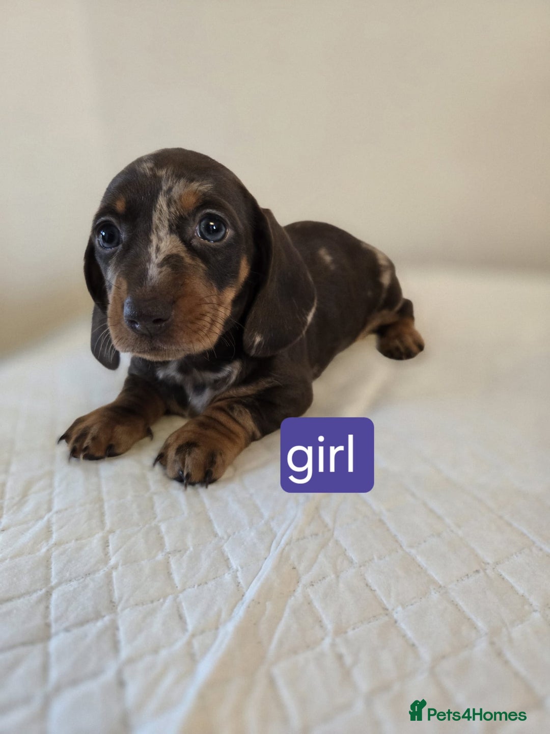 Dachshund dogs for sale: Beautiful dachshund babies  - Image 7