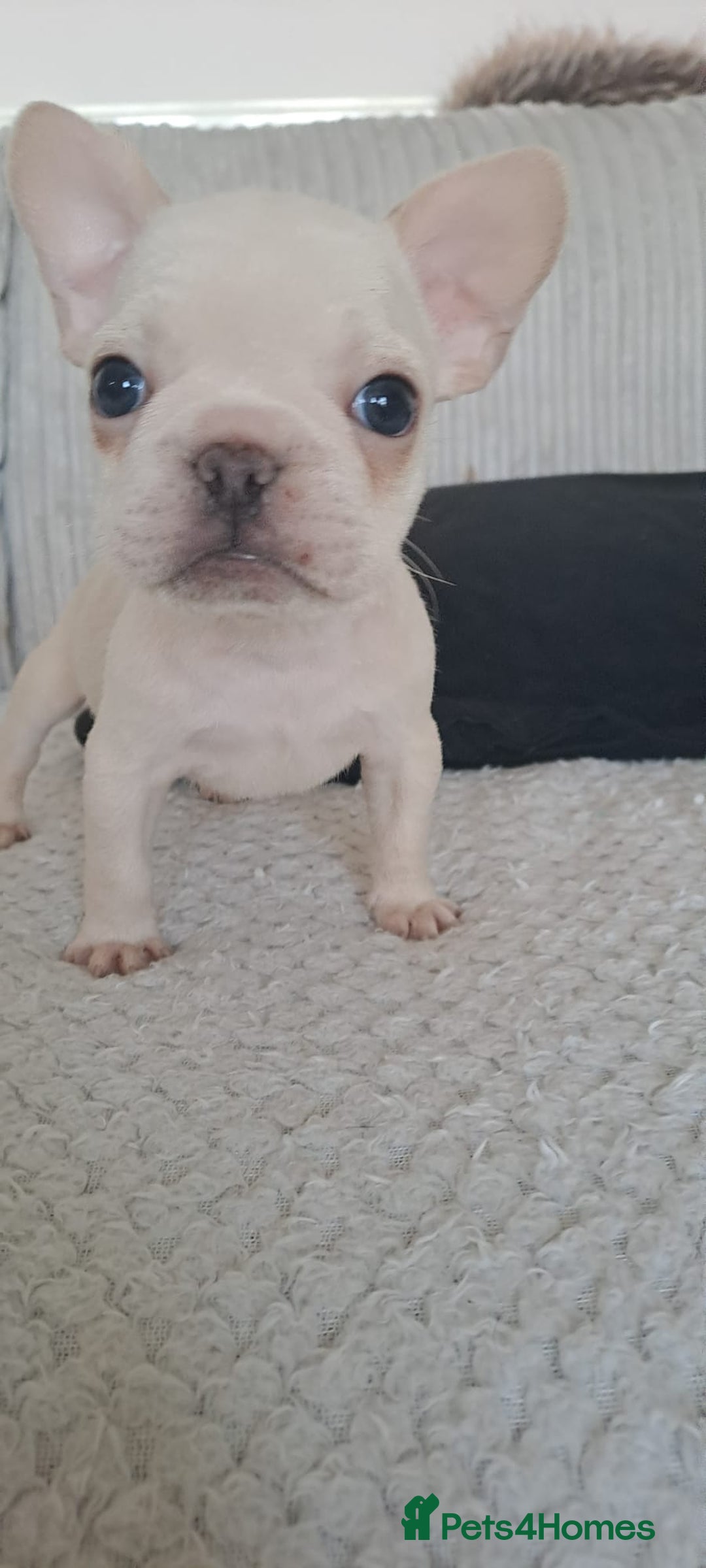 French Bulldog dogs for sale: Chunky french bulldog - Advert 17