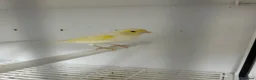 Canaries birds for sale: Yellow dimorphic hen & cock  - Advert 2