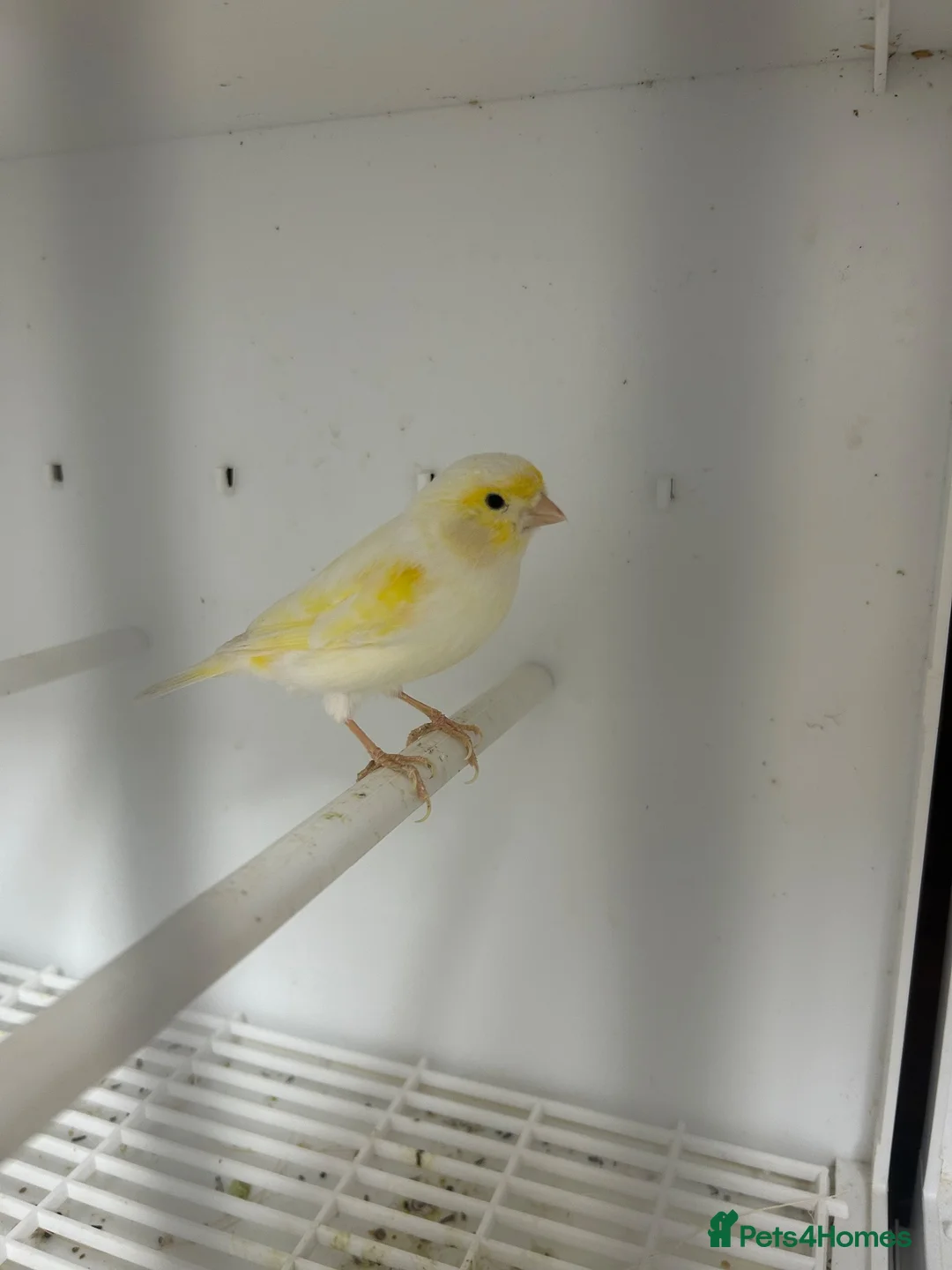 Canaries birds for sale: Yellow dimorphic hen & cock  - Advert 2