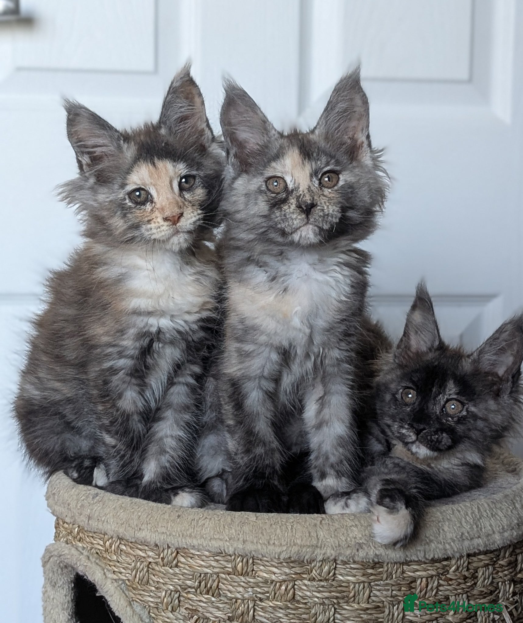 Maine Coon cats Maine coon kittens  - Advert 1