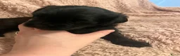Mixed Breed dogs for sale: Cockerpoo x Brussels Griffon puppies - Advert 6
