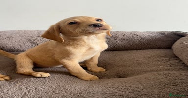 Labrador Retriever dogs - Advert 16