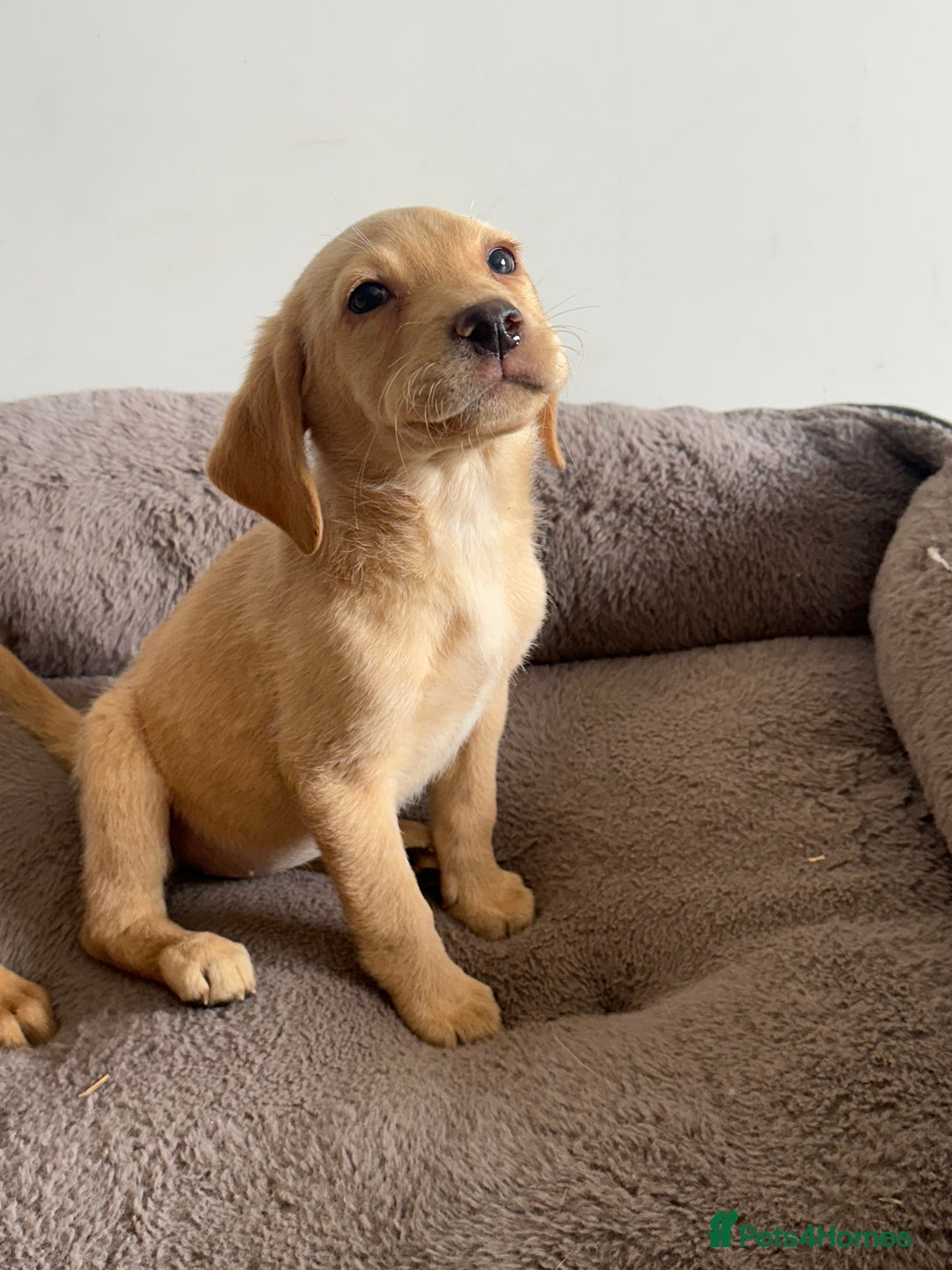 Labrador Retriever dogs for sale: Labrador puppies ready now  - Image 2