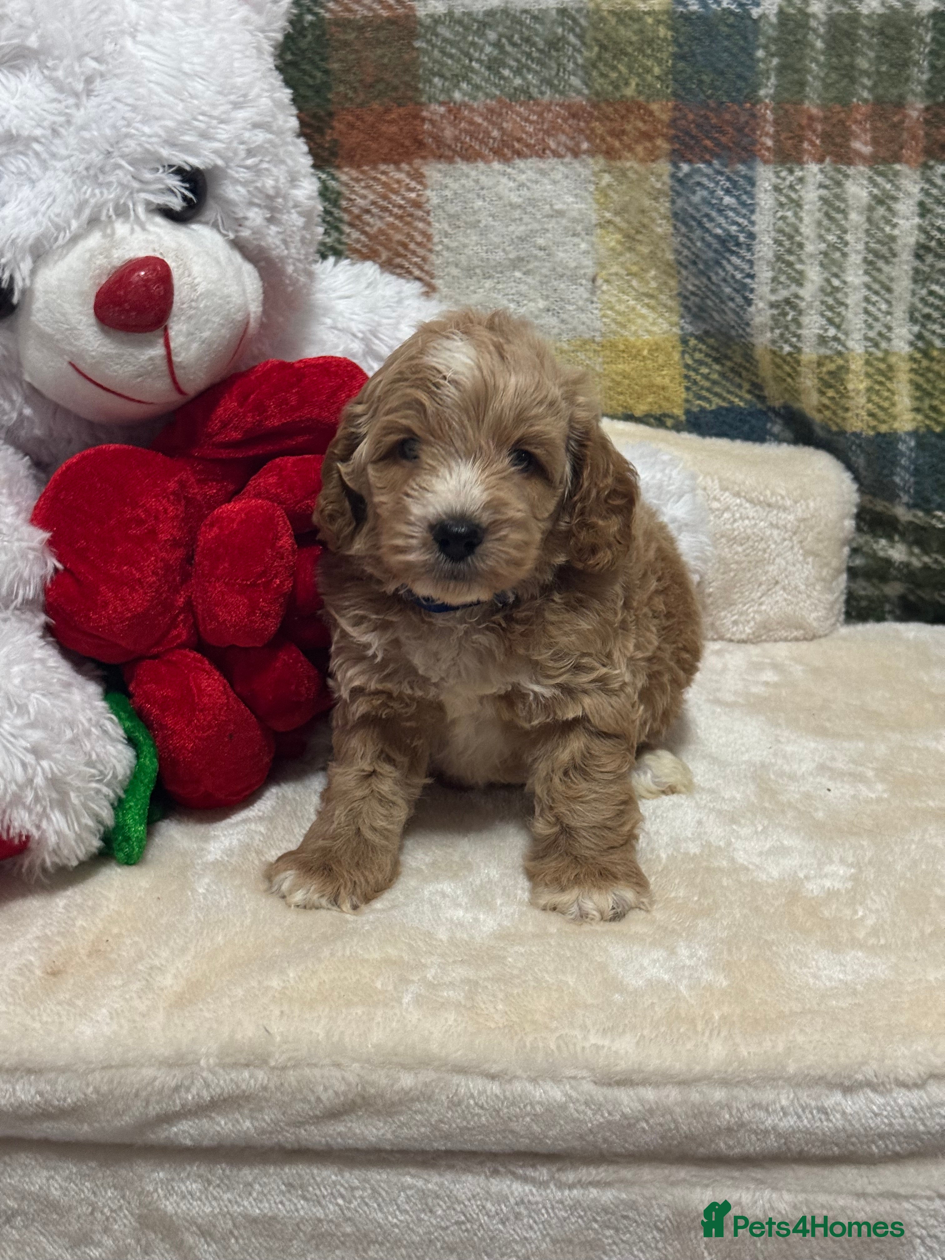 Cockapoo dogs 1 gorgeous boys F1 Cockerpoo puppies  - Advert 2