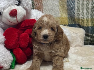 Cockapoo dogs 1 gorgeous boys F1 Cockerpoo puppies - Advert 1