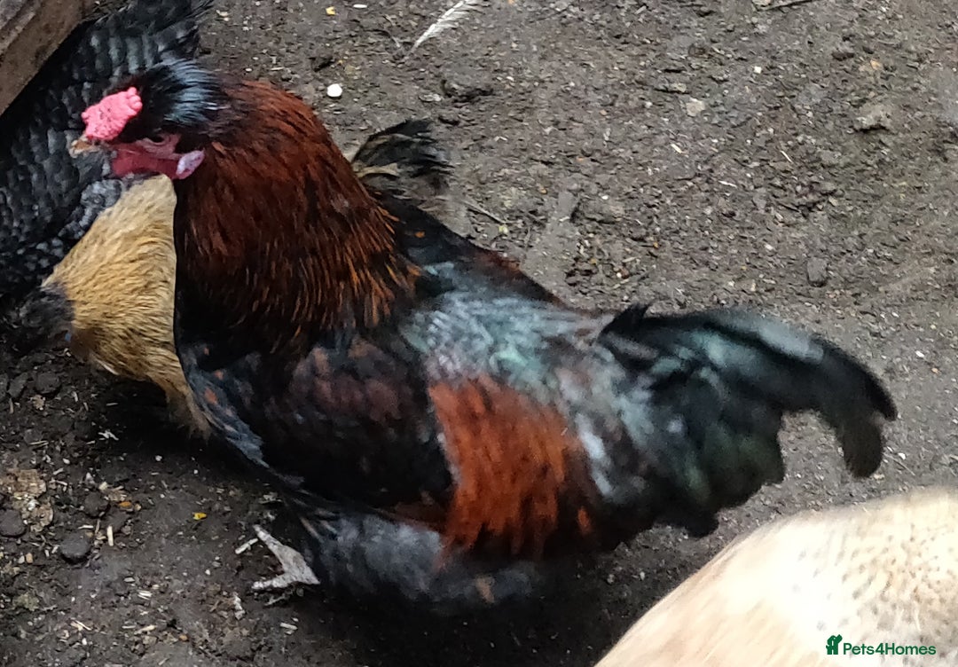 Chickens poultry for sale: Rooster for sale  - Advert 3