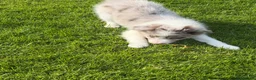 Border Collie dogs for sale: Border collie puppies.  - Advert 10