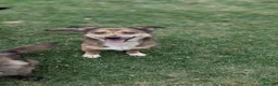 Mixed Breed dogs for adoption: Watson for adoption - Advert 3