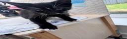 Mixed Breed cats for sale: 2 Kittens for sale  - Advert 5