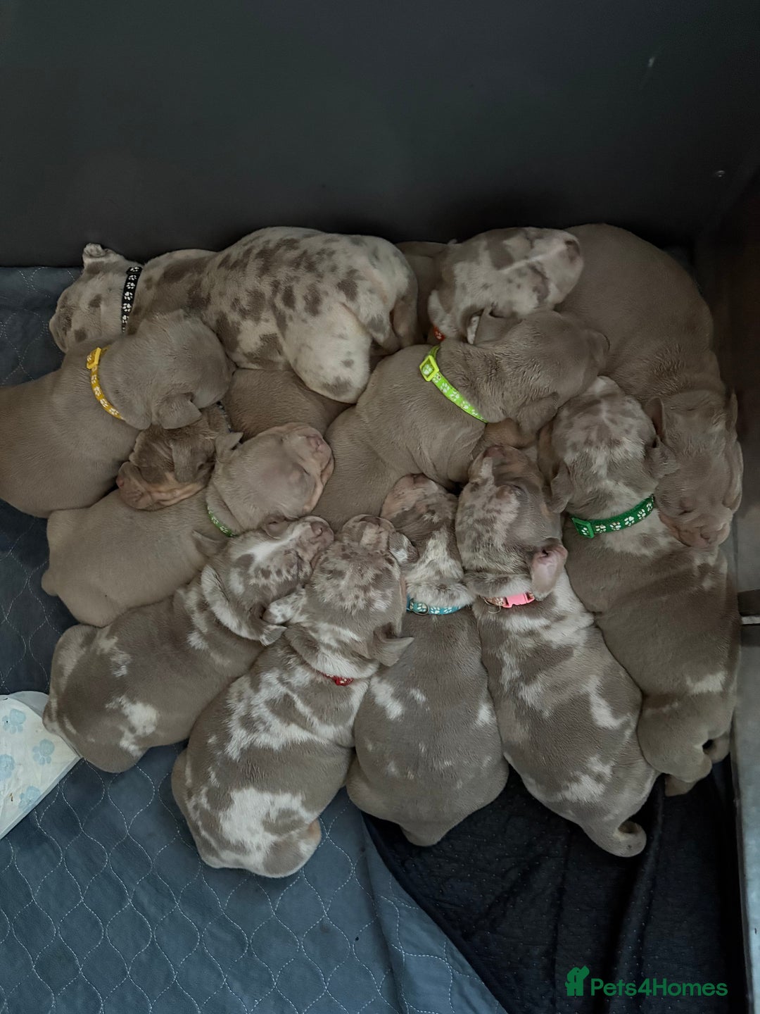 American Bully dogs for sale: ABKC Pocket Bully’s  - Image 1