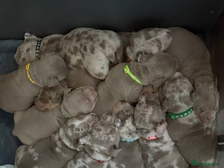 American Bully dogs - Advert 1