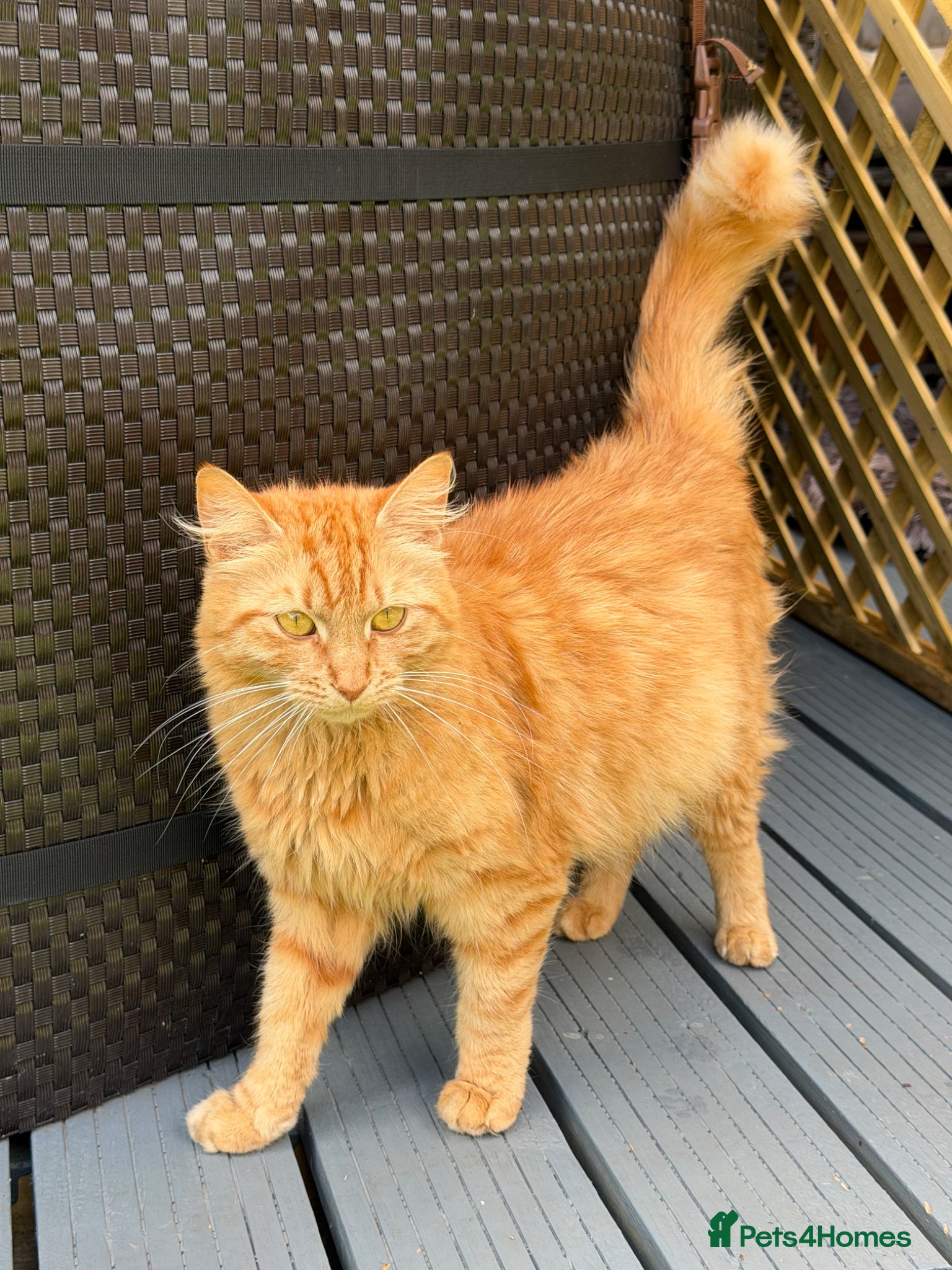 Mixed Breed cats for sale: Tortie Female Kittens - Advert 2