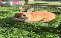 Netherland Dwarf rabbits for sale: •AVAILABLE• Pedigree Netherland Dwarf Bunny in Rushden - Image 5