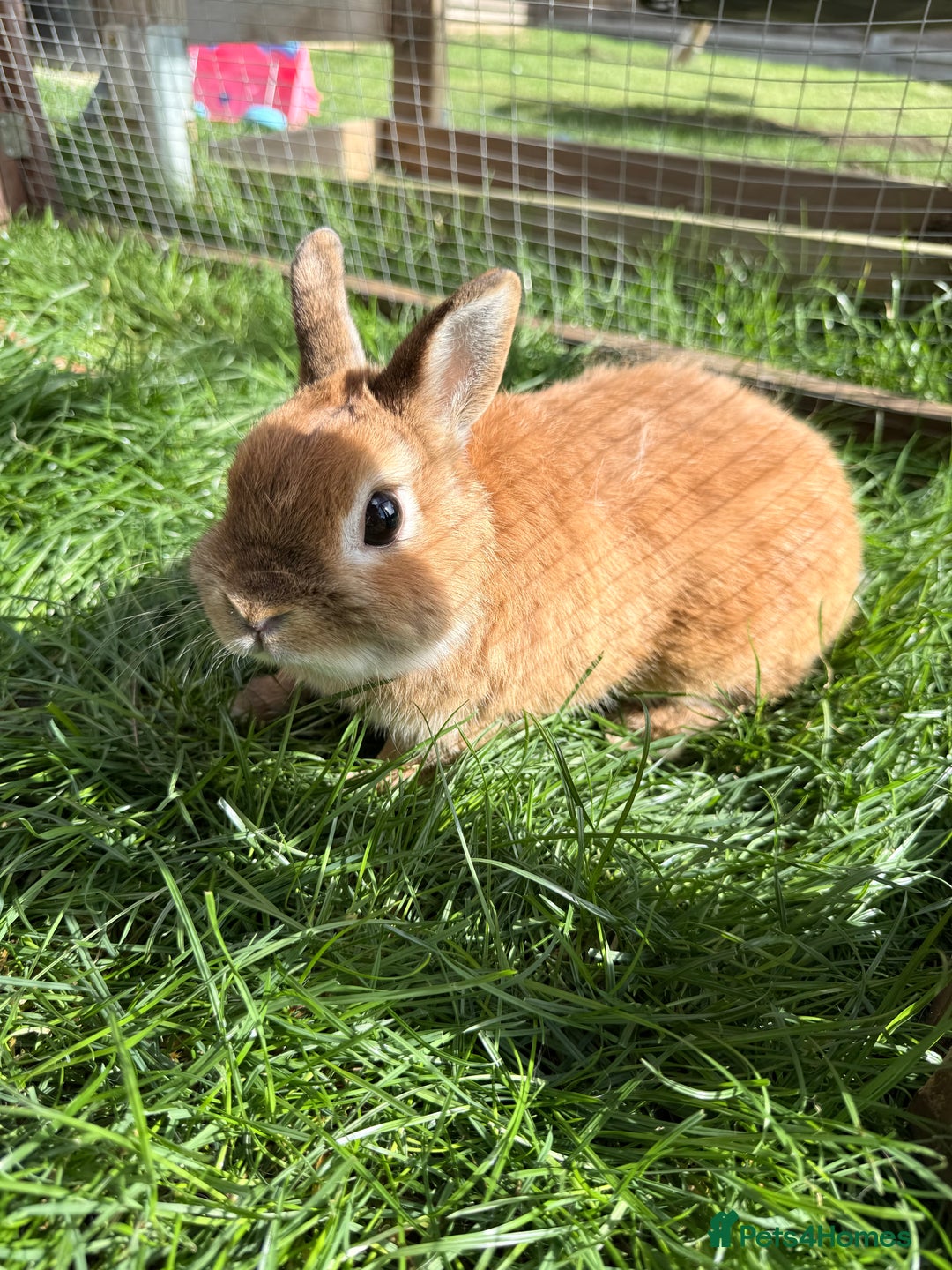 Netherland Dwarf rabbits for sale: •AVAILABLE• Pedigree Netherland Dwarf Bunny in Rushden - Image 5