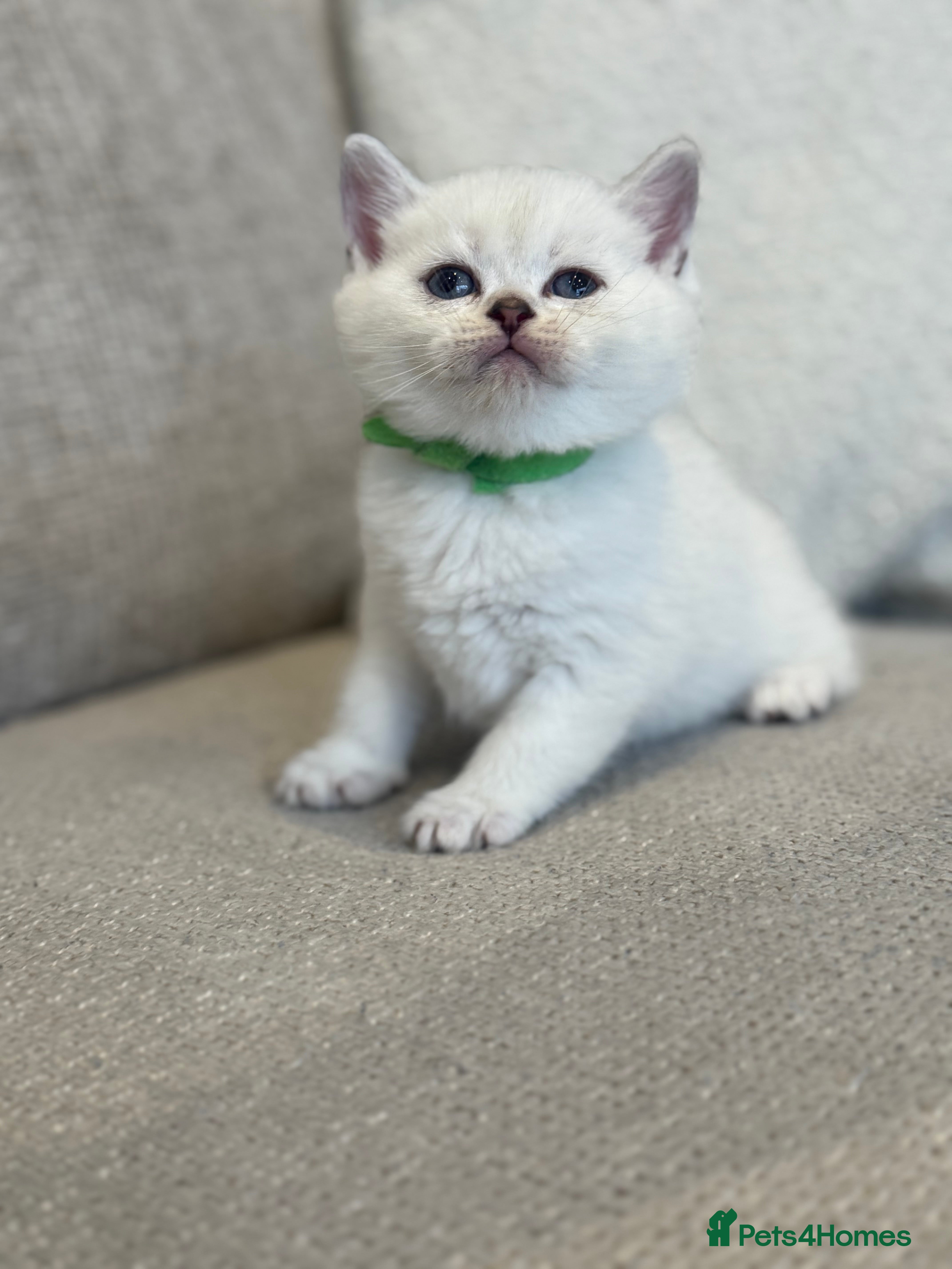 British Shorthair cats Silver and golden kittens - Advert 10